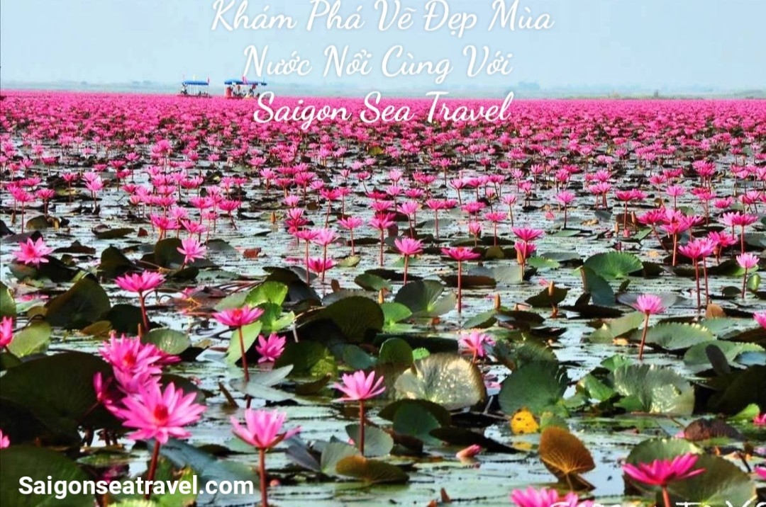 TP. HỒ CHÍ MINH - RỪNG TRÀM TRÀ SƯ AN GIANG - MÙA NƯỚC NỔI VÀM NAO